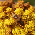 Gemeine Wiesenwanze (Lygus pratensis) auf gelber Schafgarbe