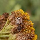 Gemeine Wiesenwanze (Lygus pratensis) auf gelber Schafgarbe