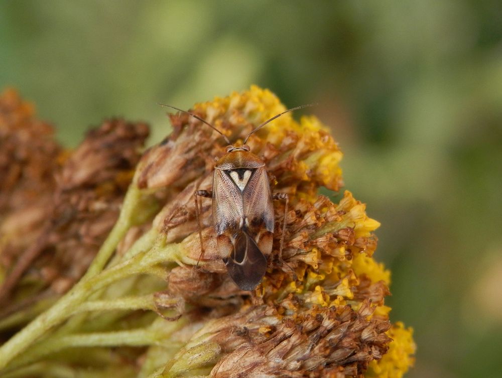 Gemeine Wiesenwanze (Lygus pratensis) auf gelber Schafgarbe