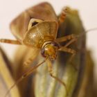 Gemeine Wiesenwanze (Lygus pratensis) auf Gewürzfenchel