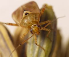 Gemeine Wiesenwanze (Lygus pratensis) auf Gewürzfenchel