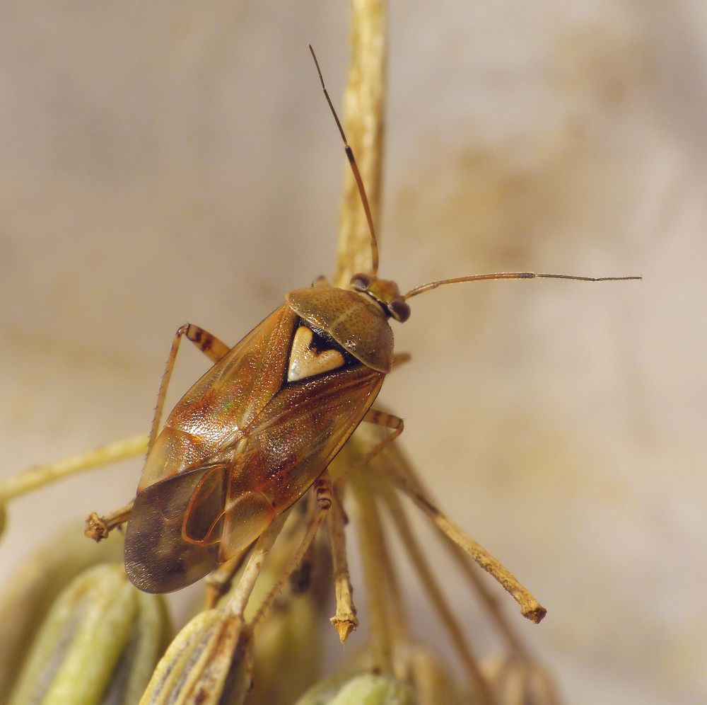 Gemeine Wiesenwanze (Lygus pratensis) auf Gewürzfenchel