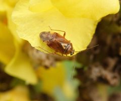 Gemeine Wiesenwanze (Lygus pratensis) auf Königskerze