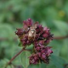 Gemeine Wiesenwanze (Lygus pratensis) auf Oregano