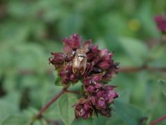 Gemeine Wiesenwanze (Lygus pratensis) auf Oregano