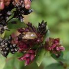 Gemeine Wiesenwanze (Lygus pratensis) auf Oregano