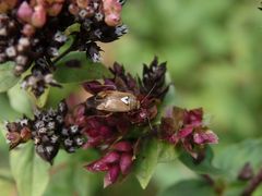 Gemeine Wiesenwanze (Lygus pratensis) auf Oregano