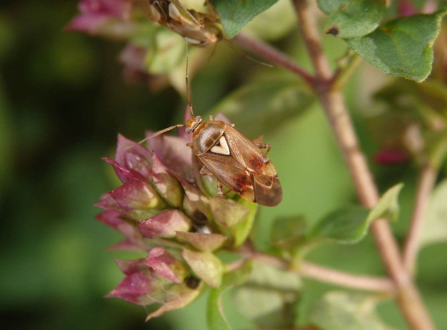 Gemeine Wiesenwanze (Lygus pratensis) auf Oregano