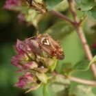 Gemeine Wiesenwanze (Lygus pratensis) auf Oregano