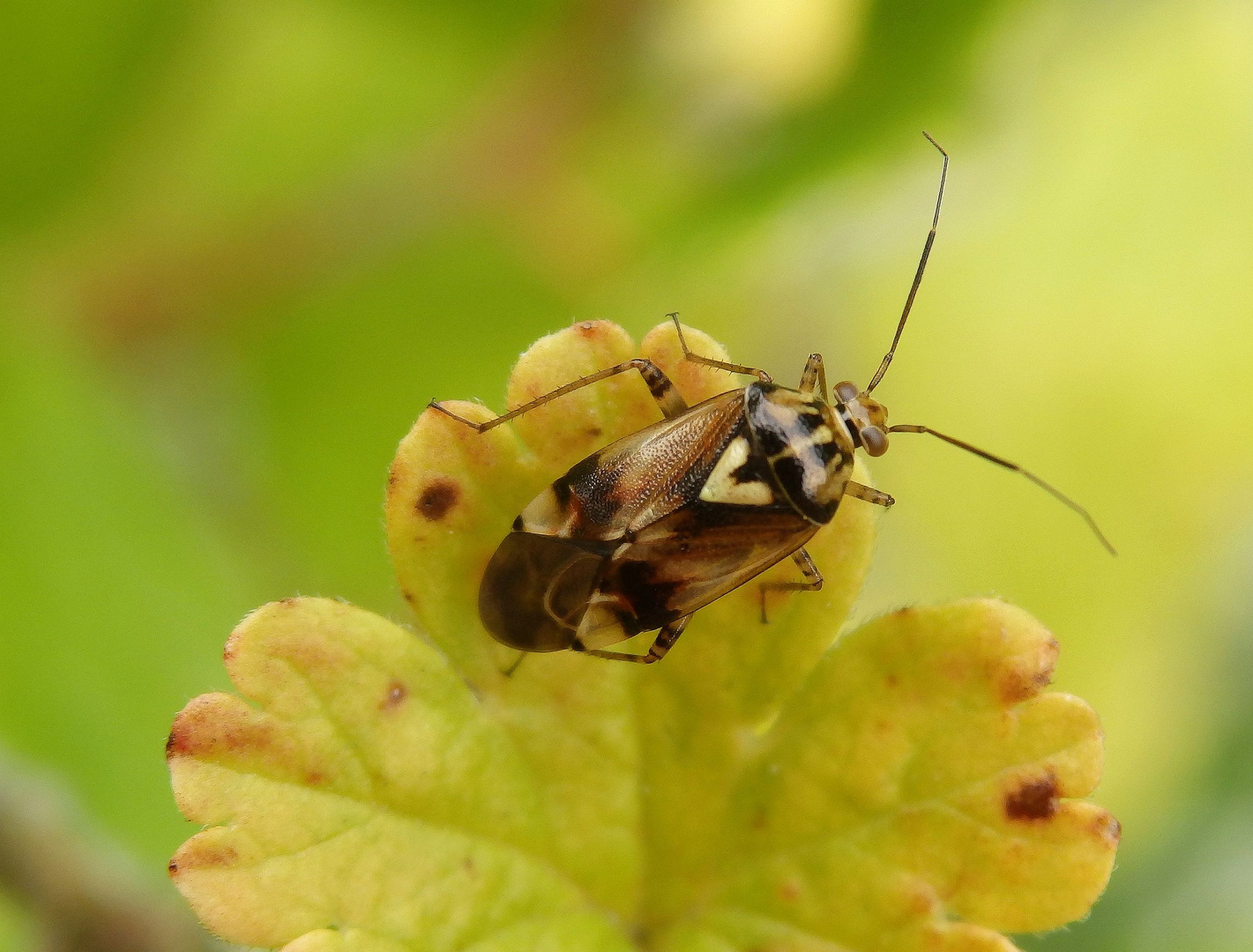 Gemeine Wiesenwanze (Lygus pratensis) auf Stachelbeerblatt