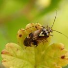 Gemeine Wiesenwanze (Lygus pratensis) auf Stachelbeerblatt