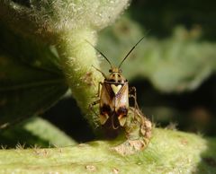 Gemeine Wiesenwanze (Lygus pratensis) auf Stockrose