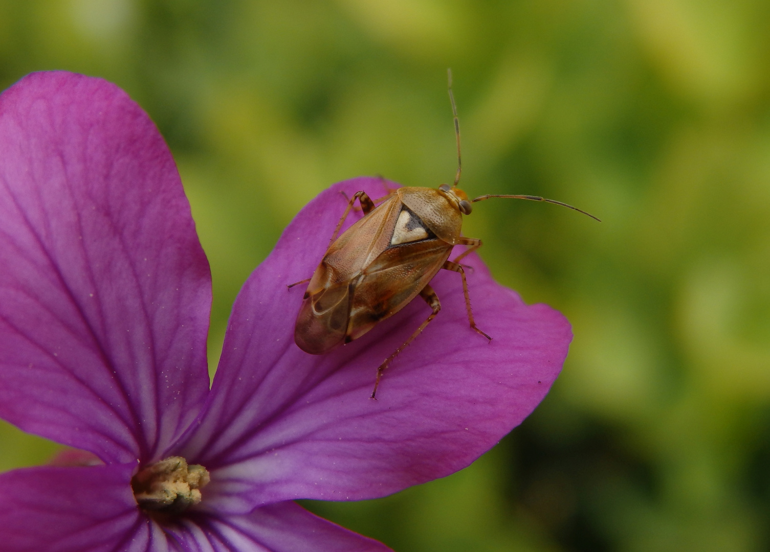 Gemeine Wiesenwanze (Lygus pratensis)