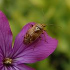 Gemeine Wiesenwanze (Lygus pratensis)