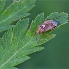 Gemeine Wiesenwanze (Lygus pratensis)