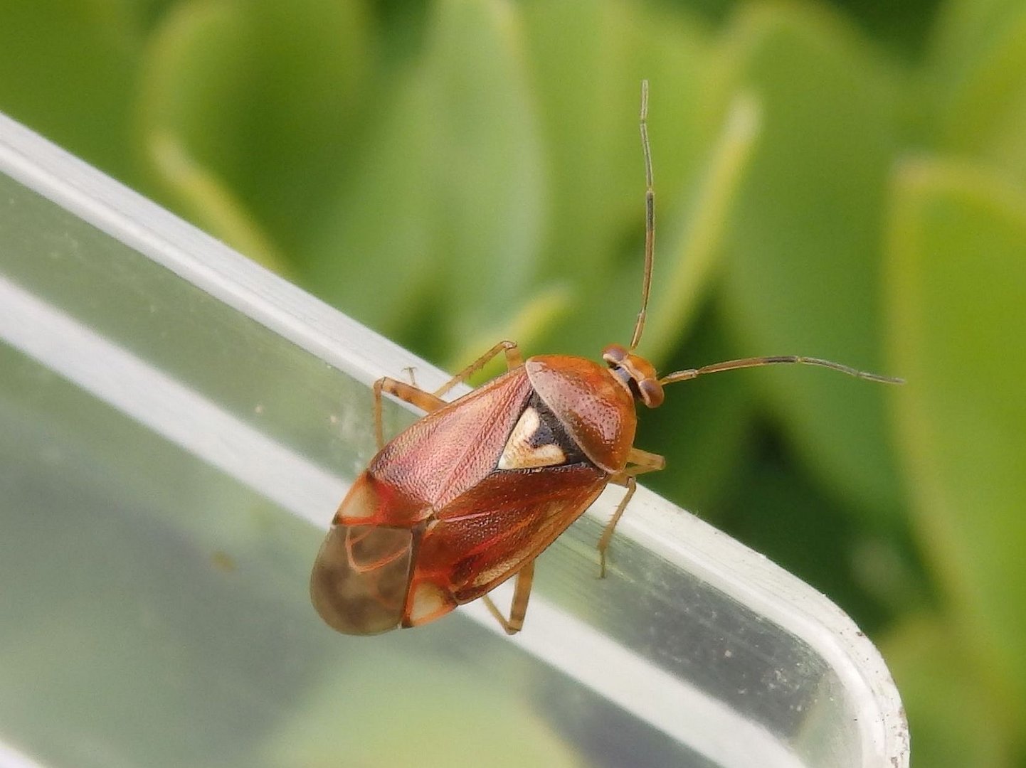 Gemeine Wiesenwanze (Lygus pratensis)