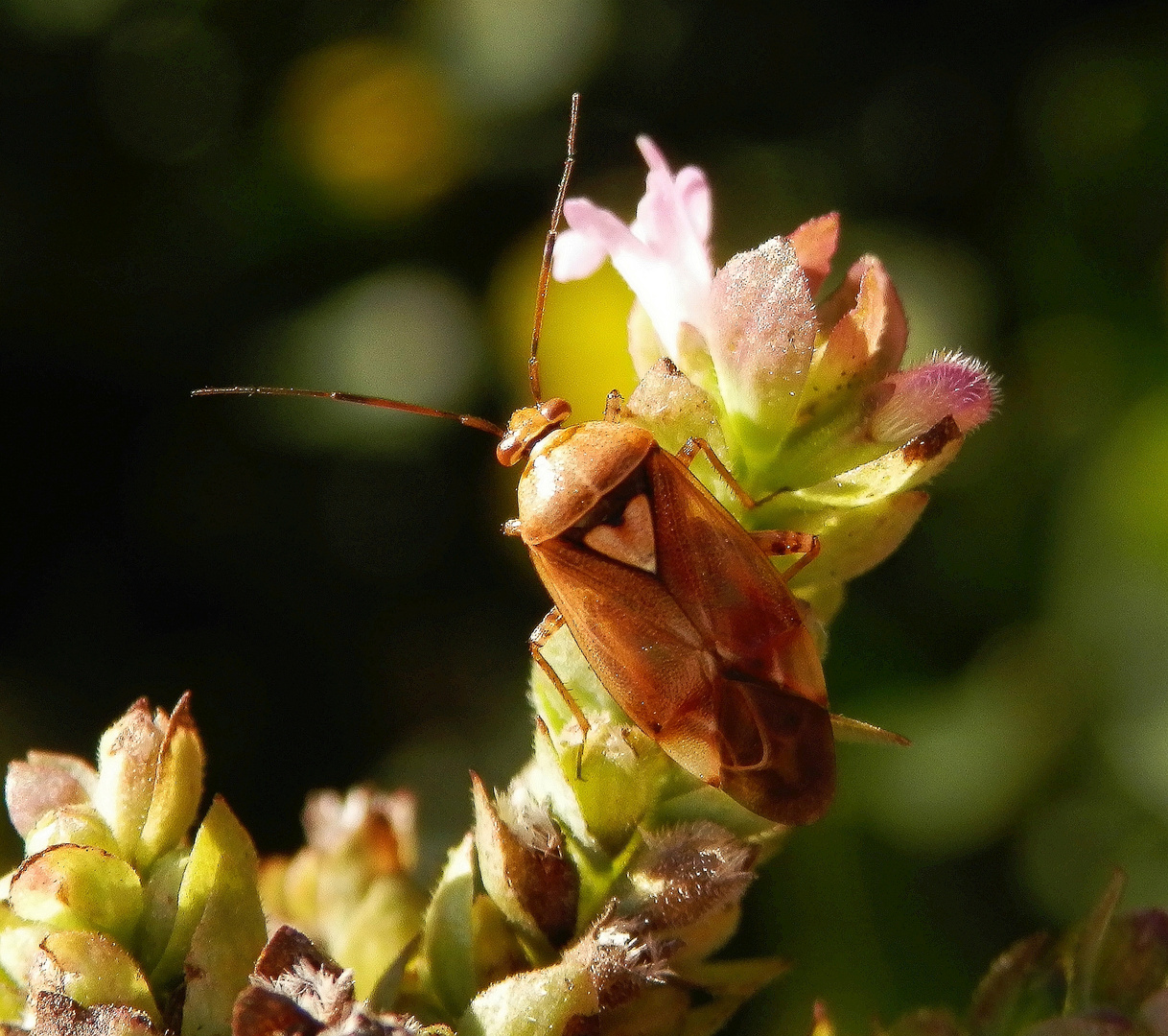 Gemeine Wiesenwanze (Lygus pratensis)