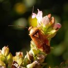 Gemeine Wiesenwanze (Lygus pratensis)