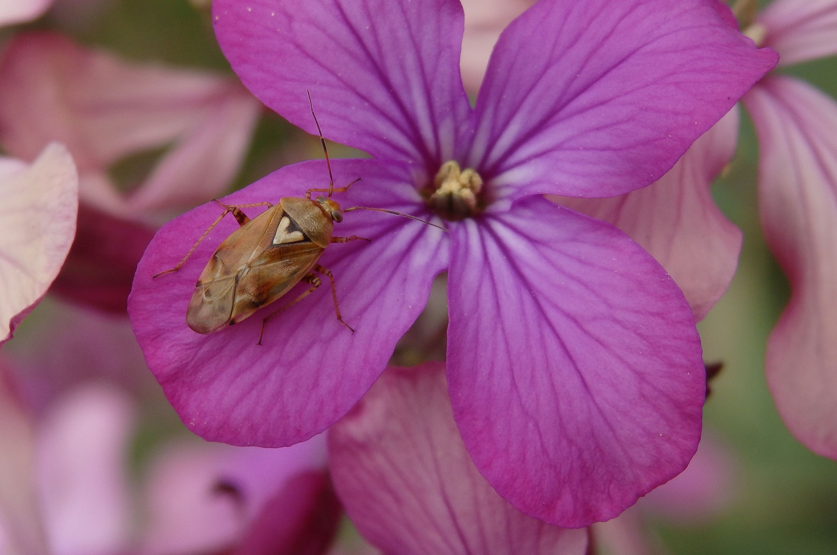 Gemeine Wiesenwanze (Lygus pratensis) im heimischen Garten Foto & Bild