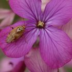 Gemeine Wiesenwanze (Lygus pratensis) im heimischen Garten