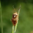 Gemeine Wiesenwanze (Lygus pratensis) - Weibchen