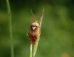 Gemeine Wiesenwanze (Lygus pratensis) - Weibchen