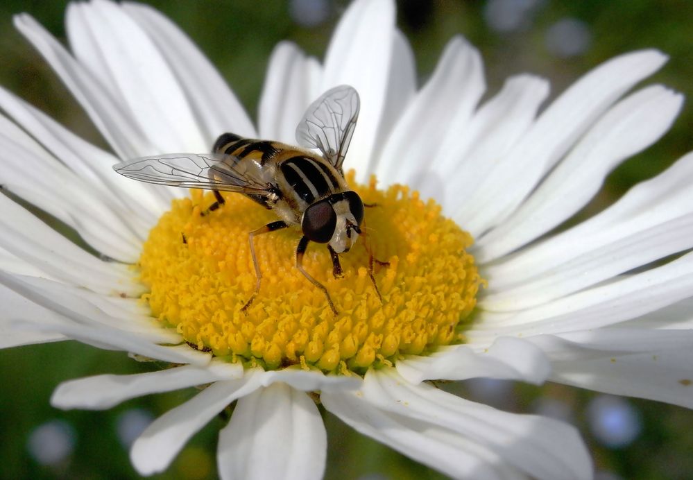 Gemeine Winter Schwebfliege