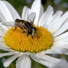 Gemeine Winter Schwebfliege