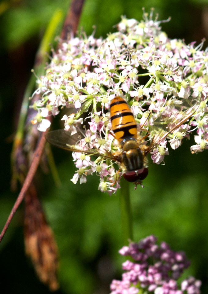 Gemeine Winter-Schwebfliege