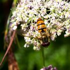 Gemeine Winter-Schwebfliege