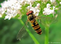 Gemeine Winter-Schwebfliege?