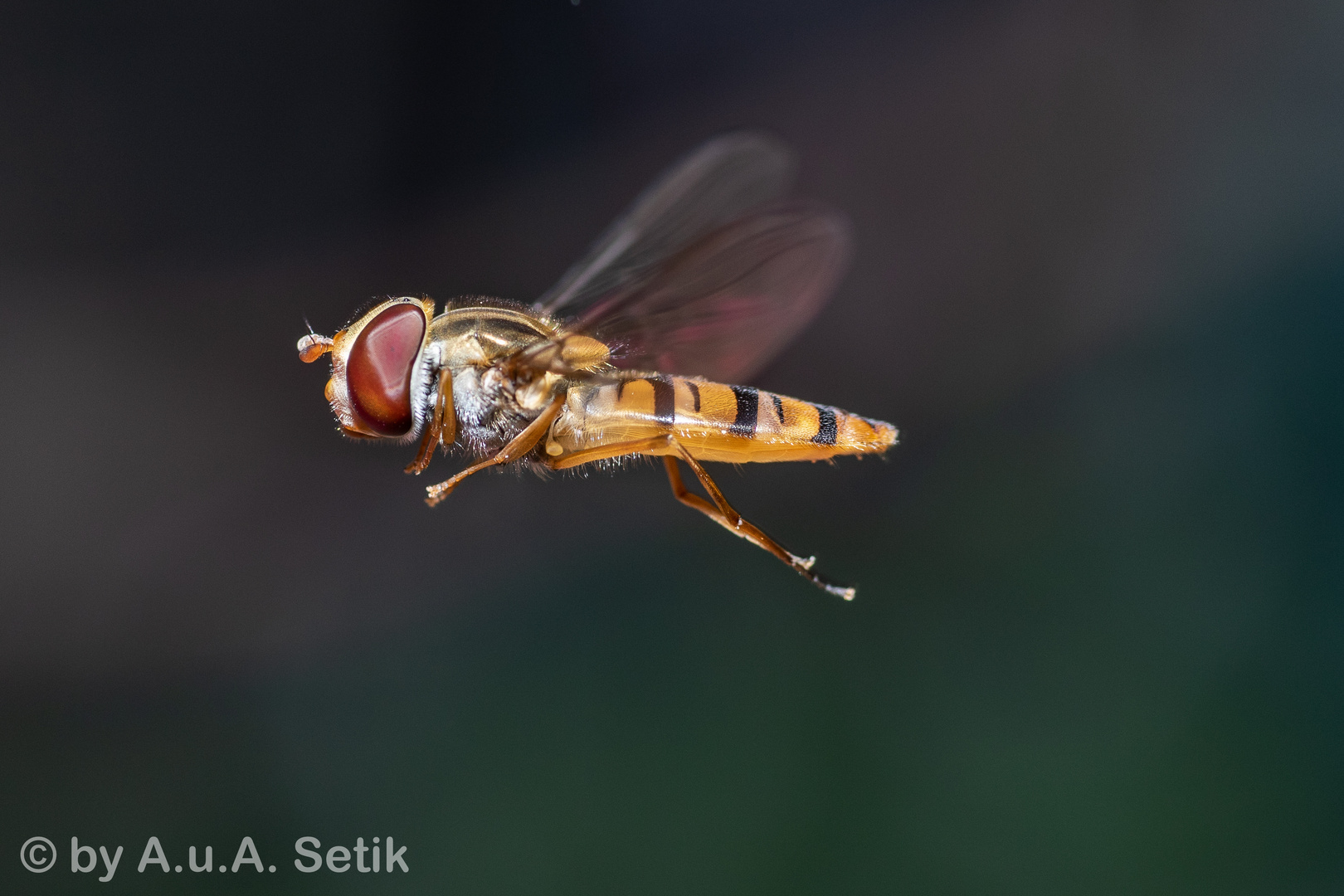 Gemeine Winter-Schwebfliege_1