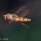 Gemeine Winter-Schwebfliege_1