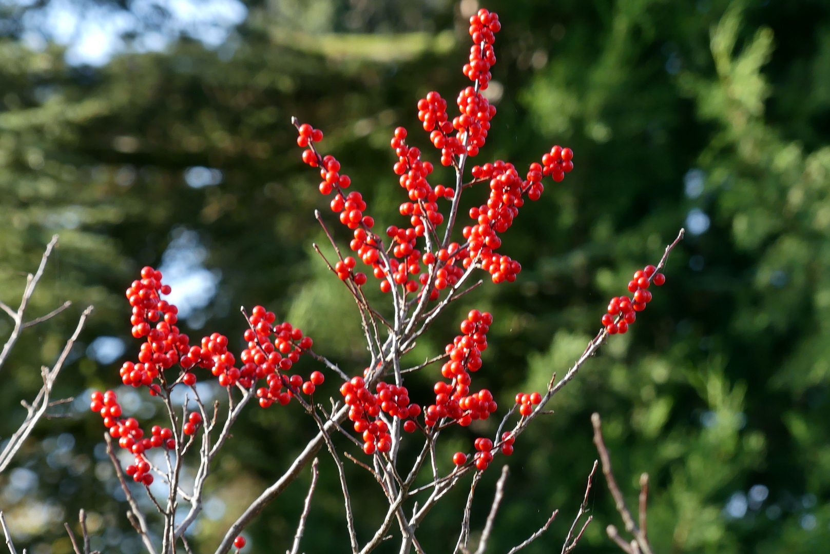 Gemeine Winterbeere