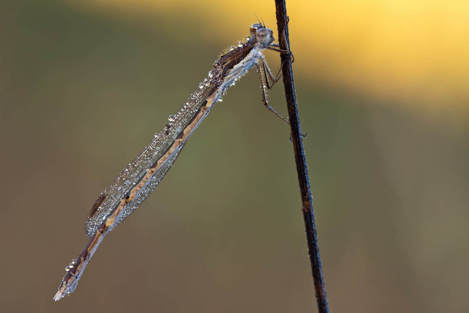 Gemeine Winterlibelle