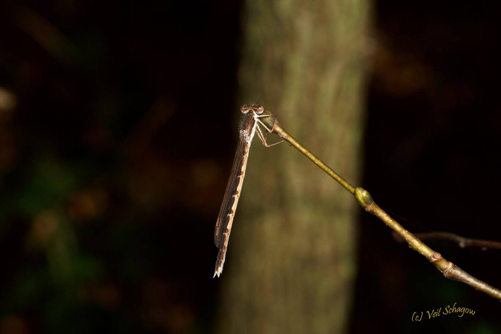 Gemeine Winterlibelle