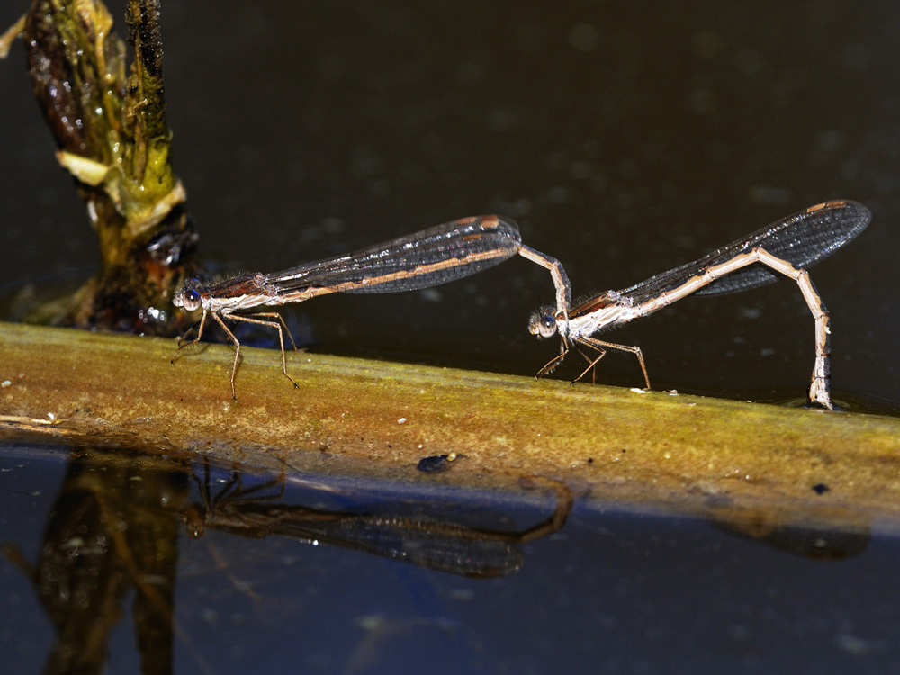 Gemeine Winterlibelle