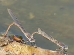 Gemeine Winterlibelle