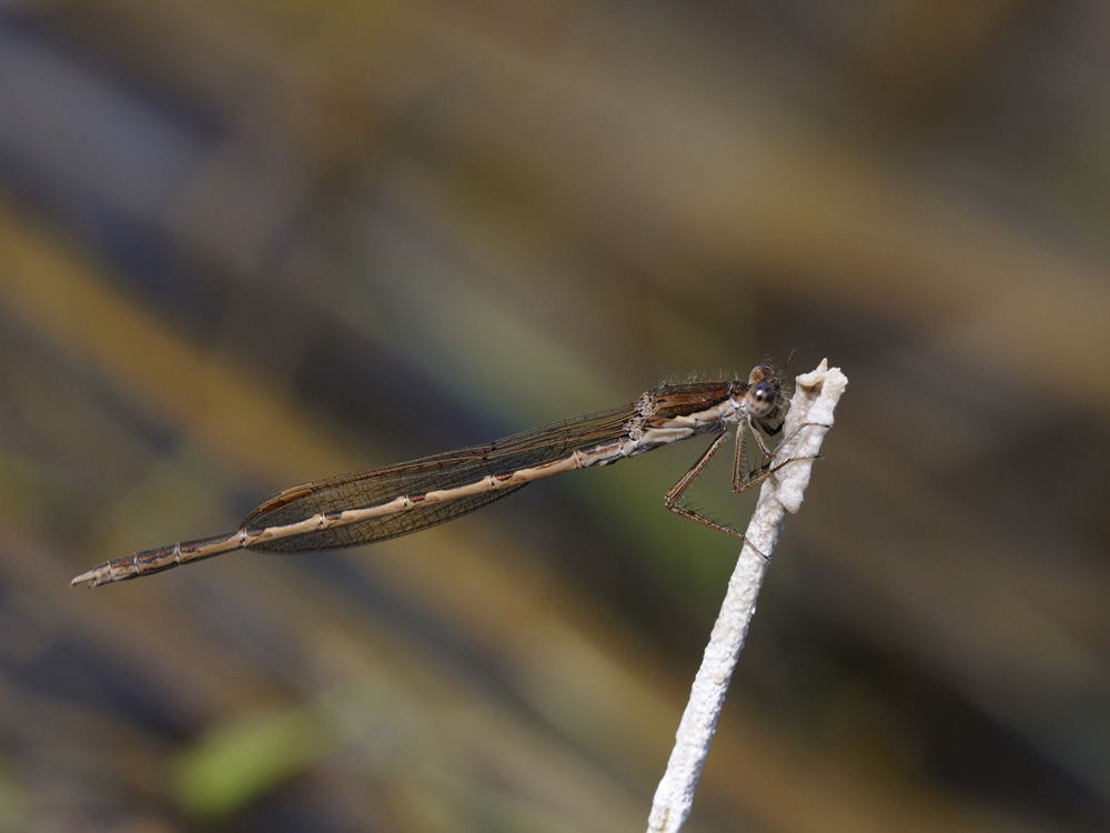 Gemeine Winterlibelle