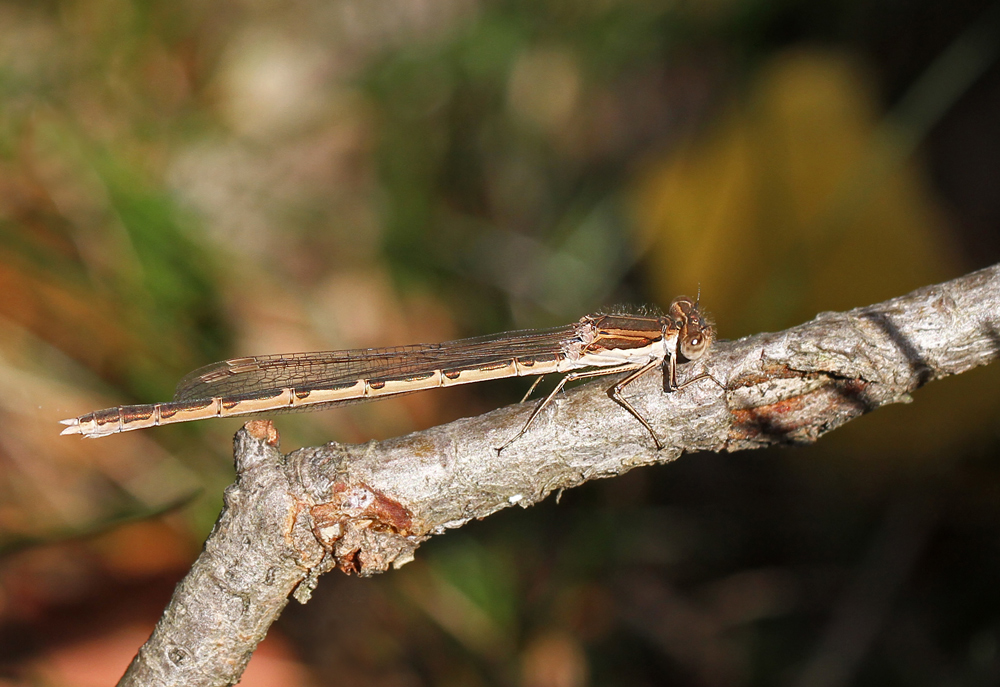 Gemeine Winterlibelle