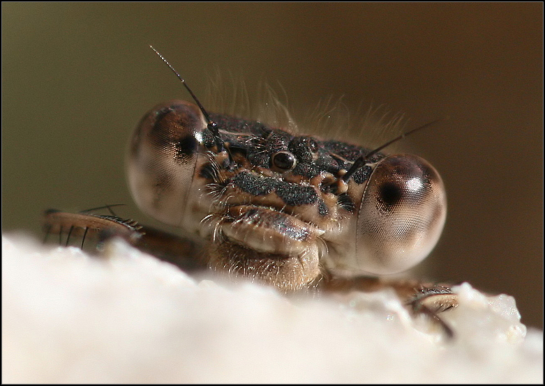 Gemeine Winterlibelle ...