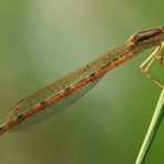 Gemeine Winterlibelle II