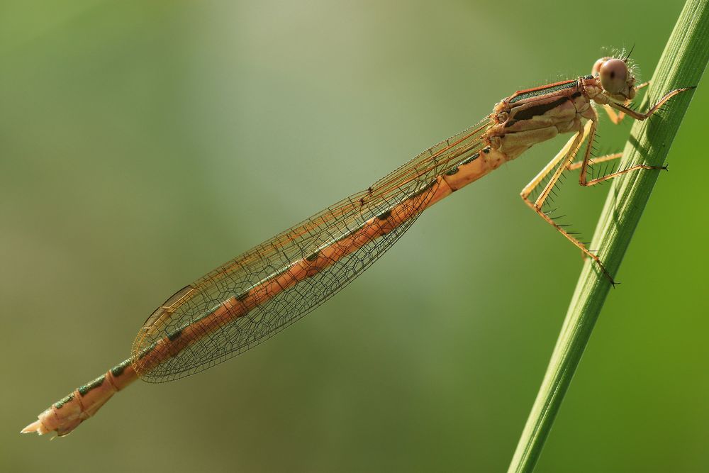 Gemeine Winterlibelle II