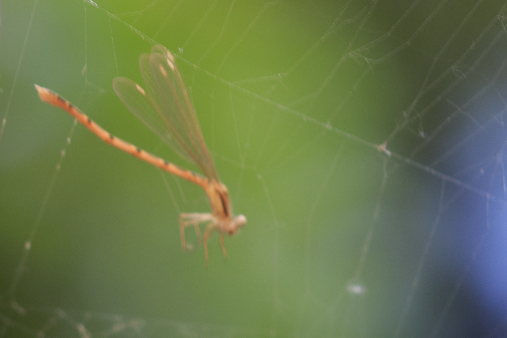 Gemeine Winterlibelle im Spinnennetz (Sympecma fusca)