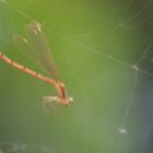 Gemeine Winterlibelle im Spinnennetz (Sympecma fusca)