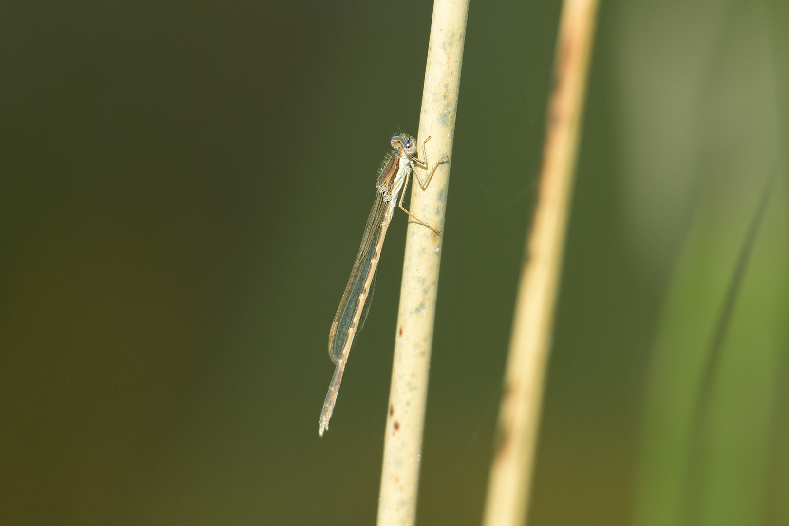 Gemeine Winterlibelle (Sympecma fusca) 01-2017 GB2_5447-1