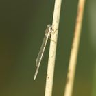 Gemeine Winterlibelle (Sympecma fusca) 01-2017 GB2_5447-1