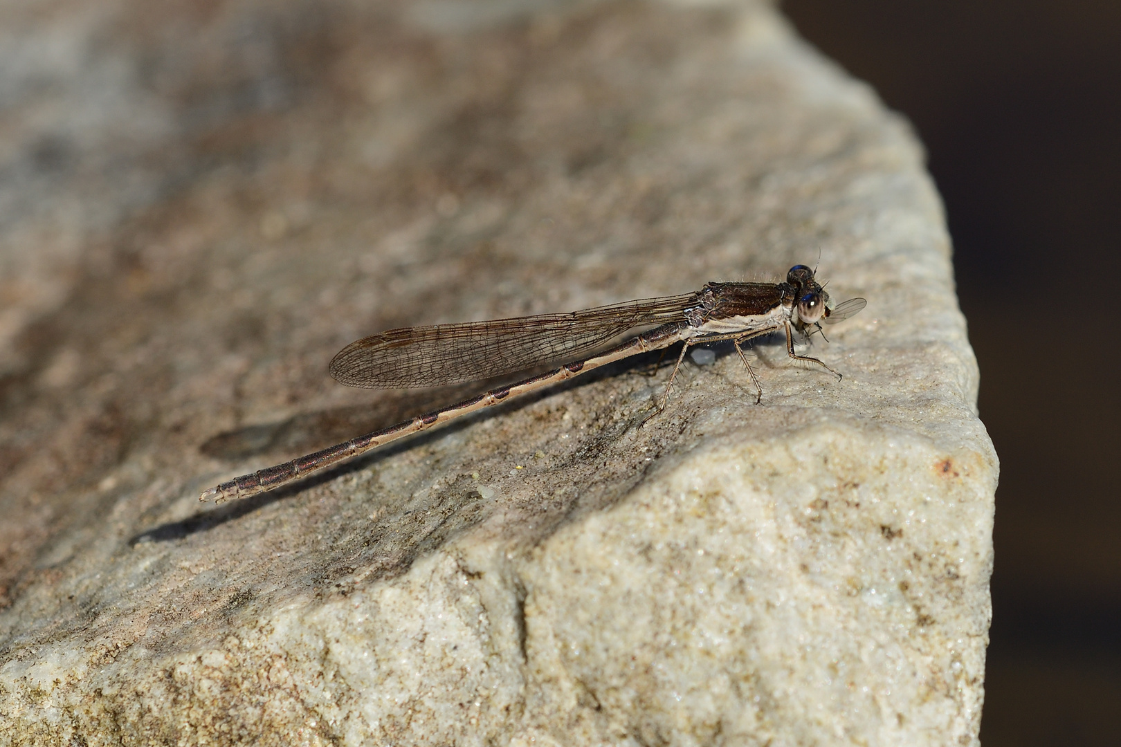 Gemeine Winterlibelle (Sympecma fusca) 04-2017 GB2_5429-1