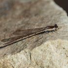 Gemeine Winterlibelle (Sympecma fusca) 04-2017 GB2_5429-1