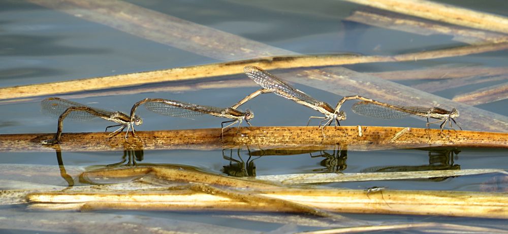 --- Gemeine Winterlibelle (Sympecma fusca) ---